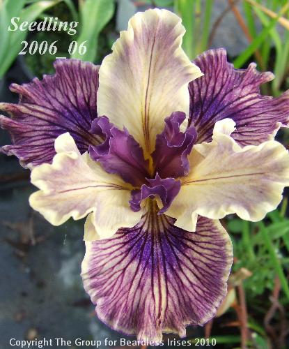 pci seedling 2006_06